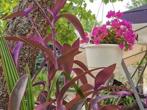 Strigonia Apartman