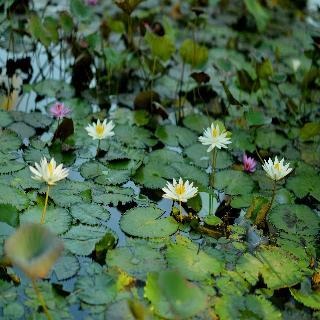 Hotel Belmond Jimbaran Puri Bali