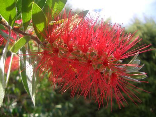 Quintinha Dos Cedros
