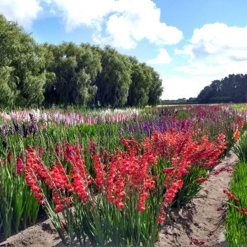 Bed & Breakfast Huize Koningshof