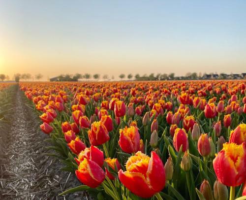 Buitenplaats Villa 42 - Callantsoog