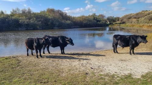 Apartamento Wijde Blick Appartement 311 - Callantsoog