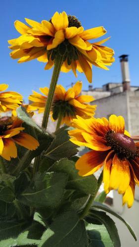 Bed & Breakfast Il Vicoletto