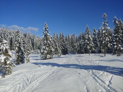 Villa Pokljuka