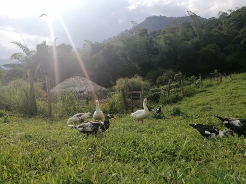 Caba�a Independiente En Granja Agroecologica