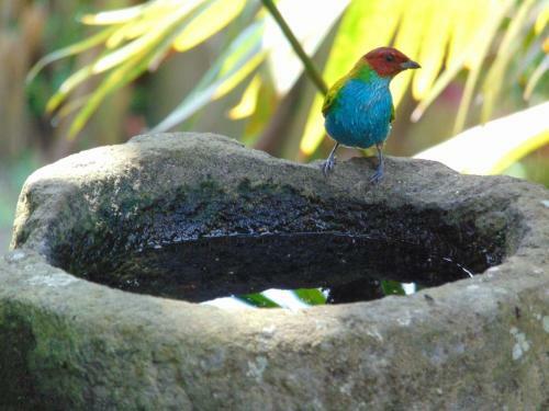 Bed & Breakfast Finca La Colina