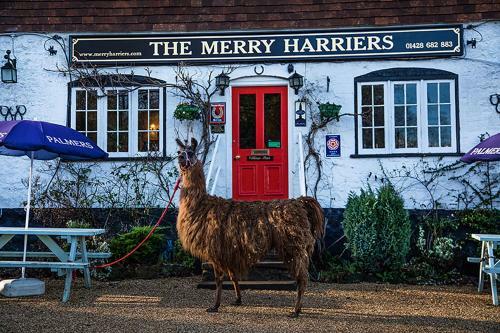 Bed & Breakfast The Merry Harriers