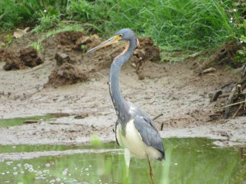 Poponjoche Lodge Ca�o Negro
