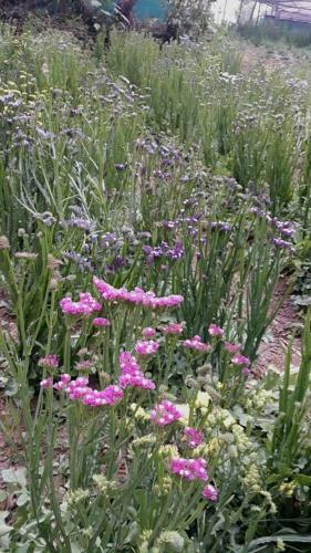 Tenam Garden Holistic Homestay