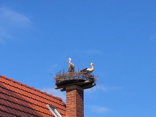 Bauernhof Am Storchennest Mit Sauna