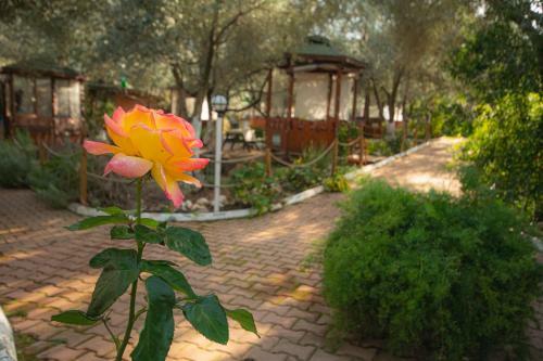 Bed & Breakfast Alpstar Camping & Restaurant