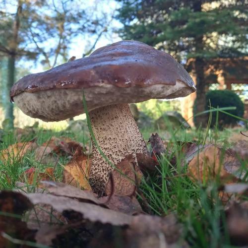 Agroturystyka Pod D?bem