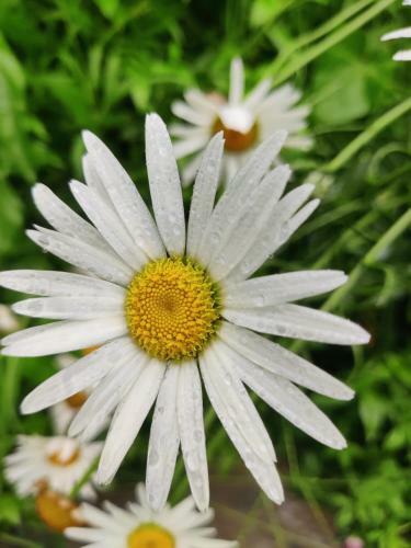 Shaktivilla