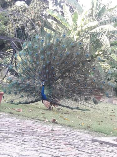 Agroturismo Mango Grove Farm