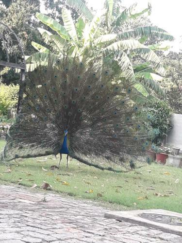 Agroturismo Mango Grove Farm