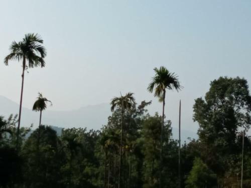 Wayanad Snow Vibes