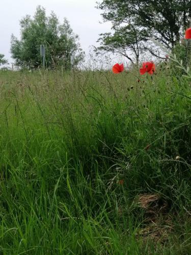 Mietwohnwagen Auf Dem Campingplatz Westerkoog Bei B�sum