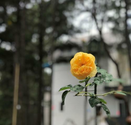 Village Hoa H�?ng