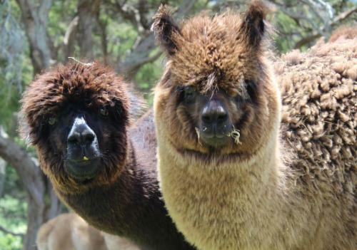Bed & Breakfast Gallin Farm Alpacas And Farmstay
