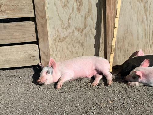 Brixton Farm Stay