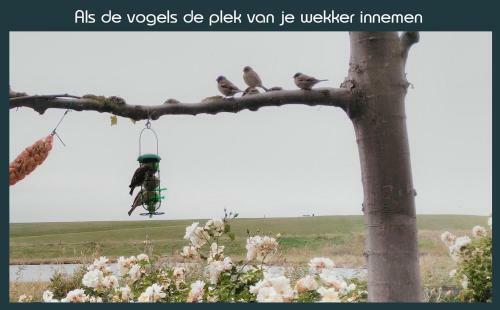 Vakantiewoning Deltahof
