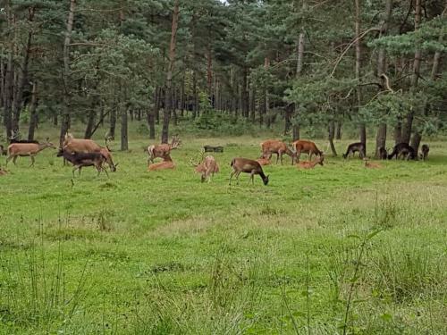 Wellness Huisje Eekhoorn Met Jacuzzi Op de Veluwe
