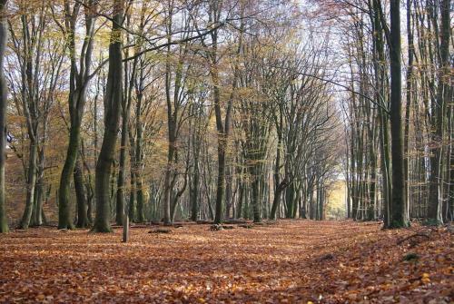Wellness Huisje Eekhoorn Met Jacuzzi Op de Veluwe