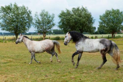 Bed & Breakfast Het Zoete P��rd