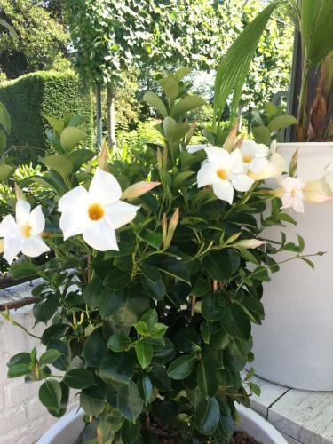 Bed & Breakfast de Tuinkamer-----priv� Diner Op de Kamer Mogelijk!!!