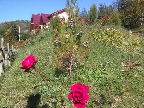 Hostal Casa Cu Muscate
