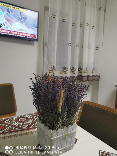 Apartamento Mama Teasa-apartment
