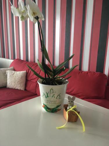Dora City Apartament