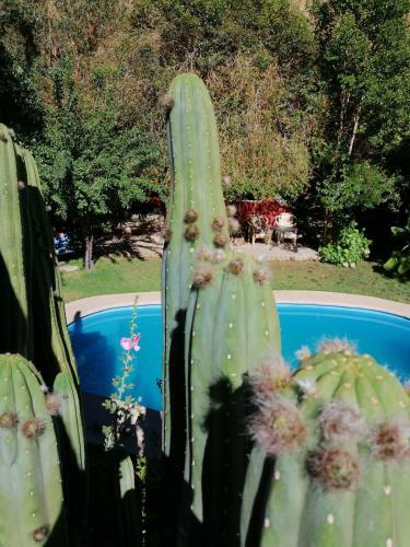Apartamento El Jard�n Secreto-pisco Elqui