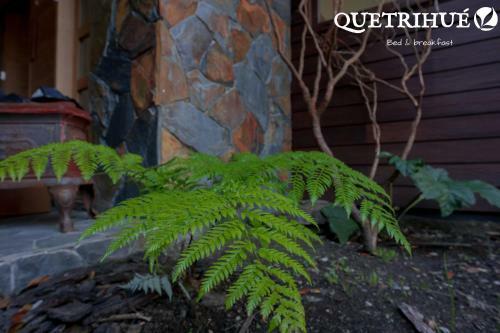 Bed & Breakfast Quetrihue