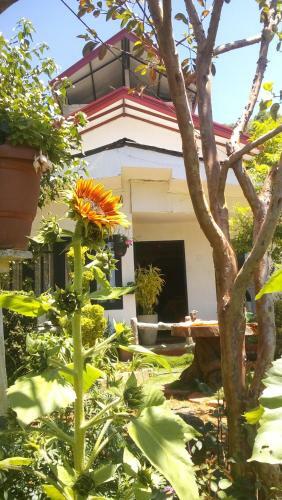 Hostal Redwood Homestay