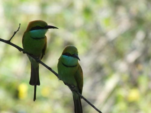Hotel Jungle Night Camping Yala