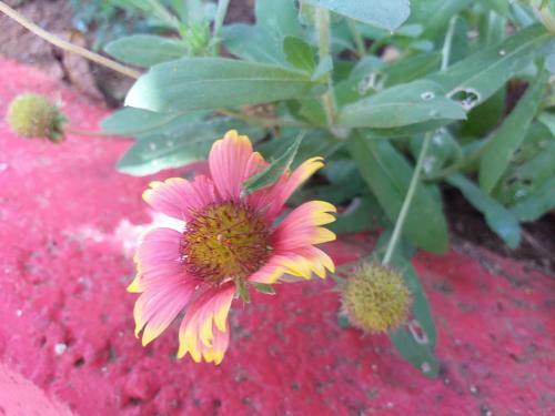 Penghu Bay Homestay