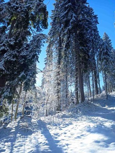 Apartamento Elizi Winter Hause Pamporovo/ ????? ????? ????. ?????????