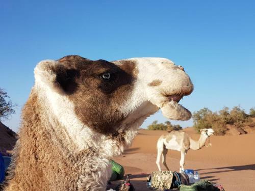 Bed & Breakfast Camp Desert Nomad Tour