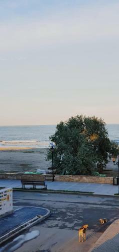 Seaview -beach Apartment