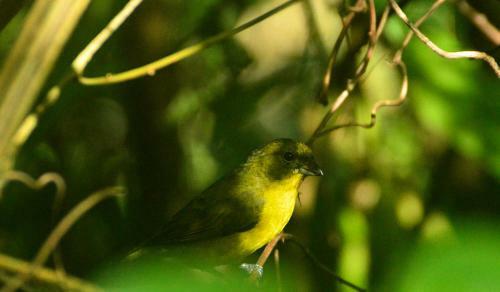 Hotel Kaliawiri Bird Lodge & Reserve
