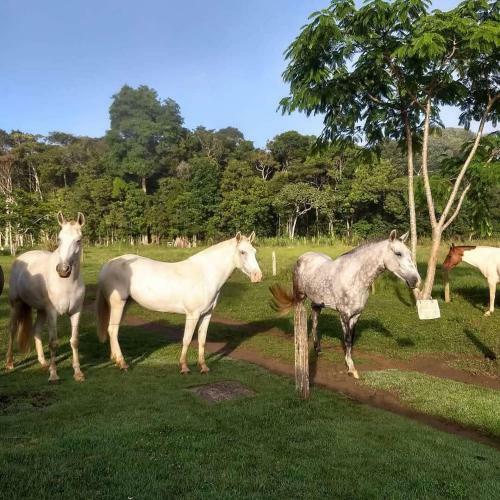 Lodge Pousada Fazenda Rancho S�mani