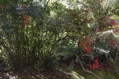 Apartamento Floresta Encantada, O Seu Sonho Em Gramado!