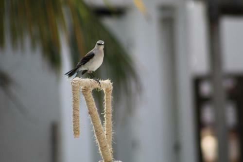 Casa Nino Holbox Villa
