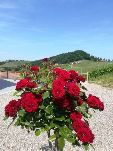 Apartamento Weinstra�enapartment Fam. Dietrich
