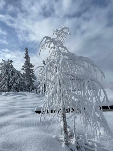 Apartamento Appartement Pfeifhofer