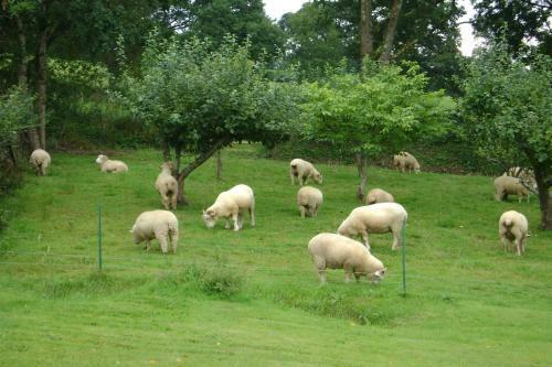 Bed & Breakfast Meadowland Farm