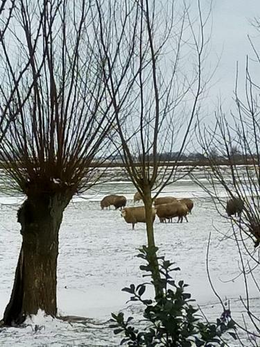 Bed & Breakfast Het Kraaienbosch