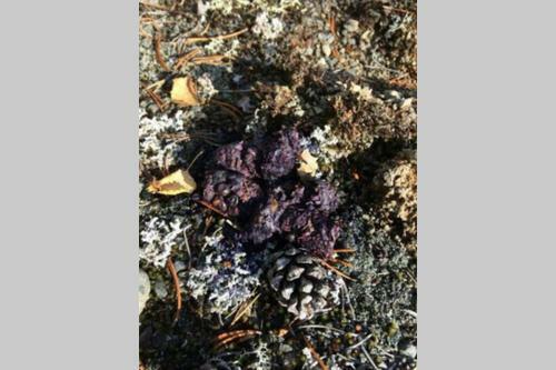 S�gen - Great Wildlife, No Neighbours, Large House