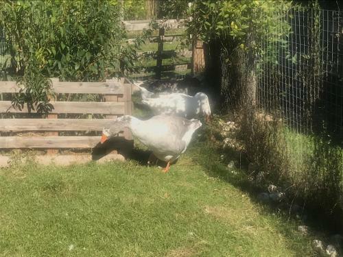 Bed & Breakfast Chez Gustave & Compagnie